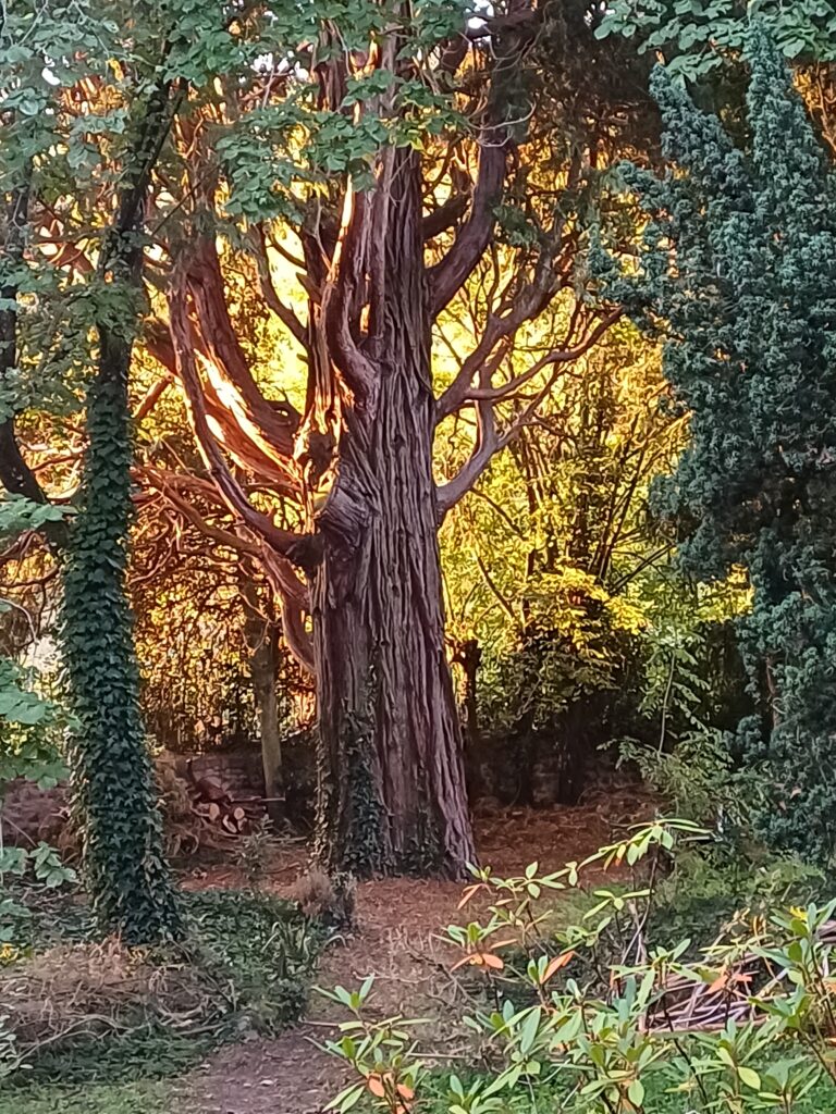 Séquoyah Perréon Habitat participatif