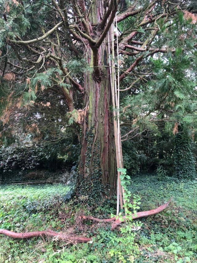 Séquoia Perréon - Cologi