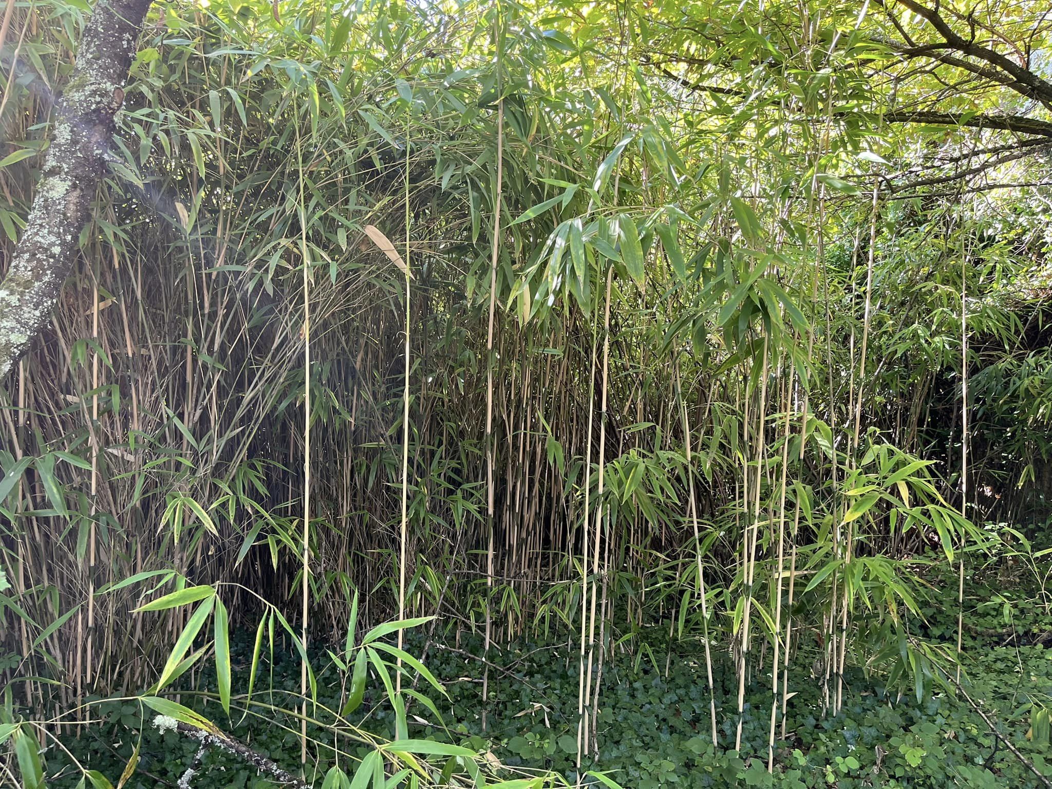 Bambous seqo